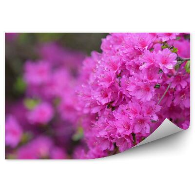 Okleina ścienna Ukwiecona gałązka azalii