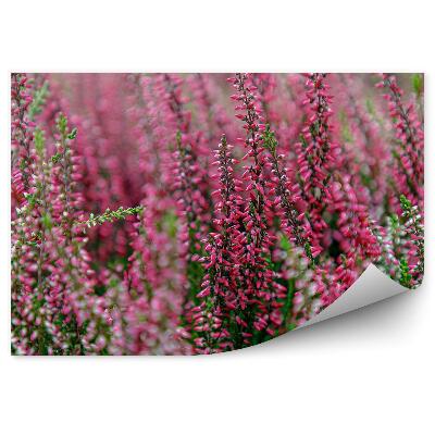 Fototapeta na ścianę Wrzosy gałązki