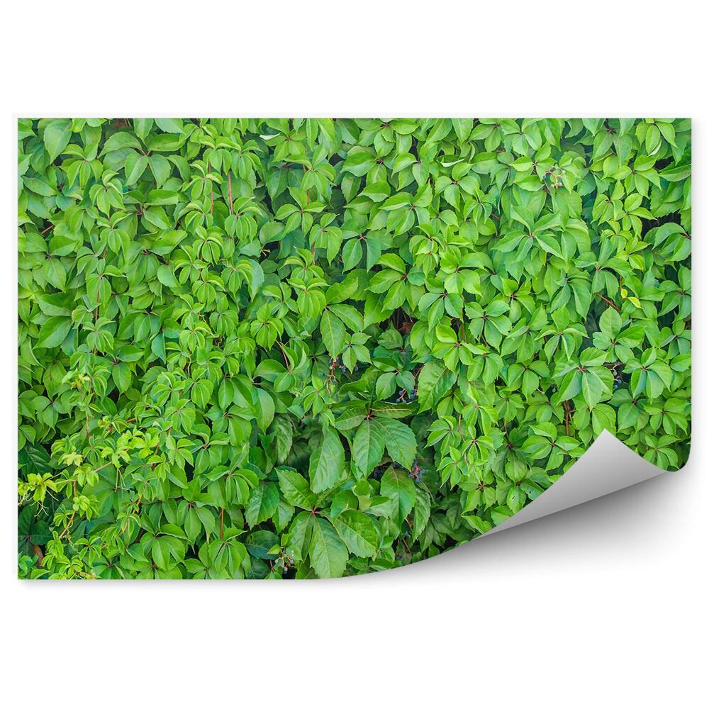 Okleina ścienna Zielony bluszcz ściana tło rośliny
