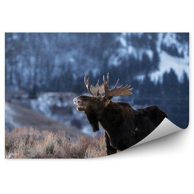 Fototapeta na ścianę Łoś na górskiej łące