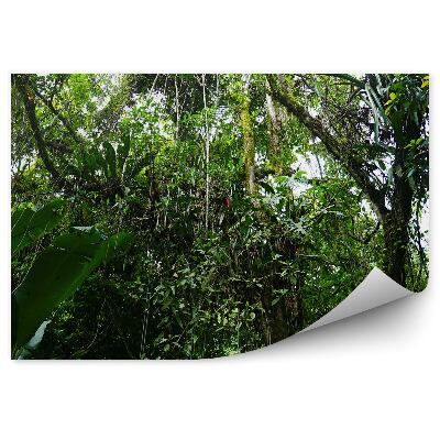 Okleina ścienna Meksyk dżungla roślinność zieleń