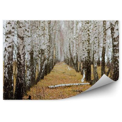 Okleina ścienna Jesienny las brzozowy