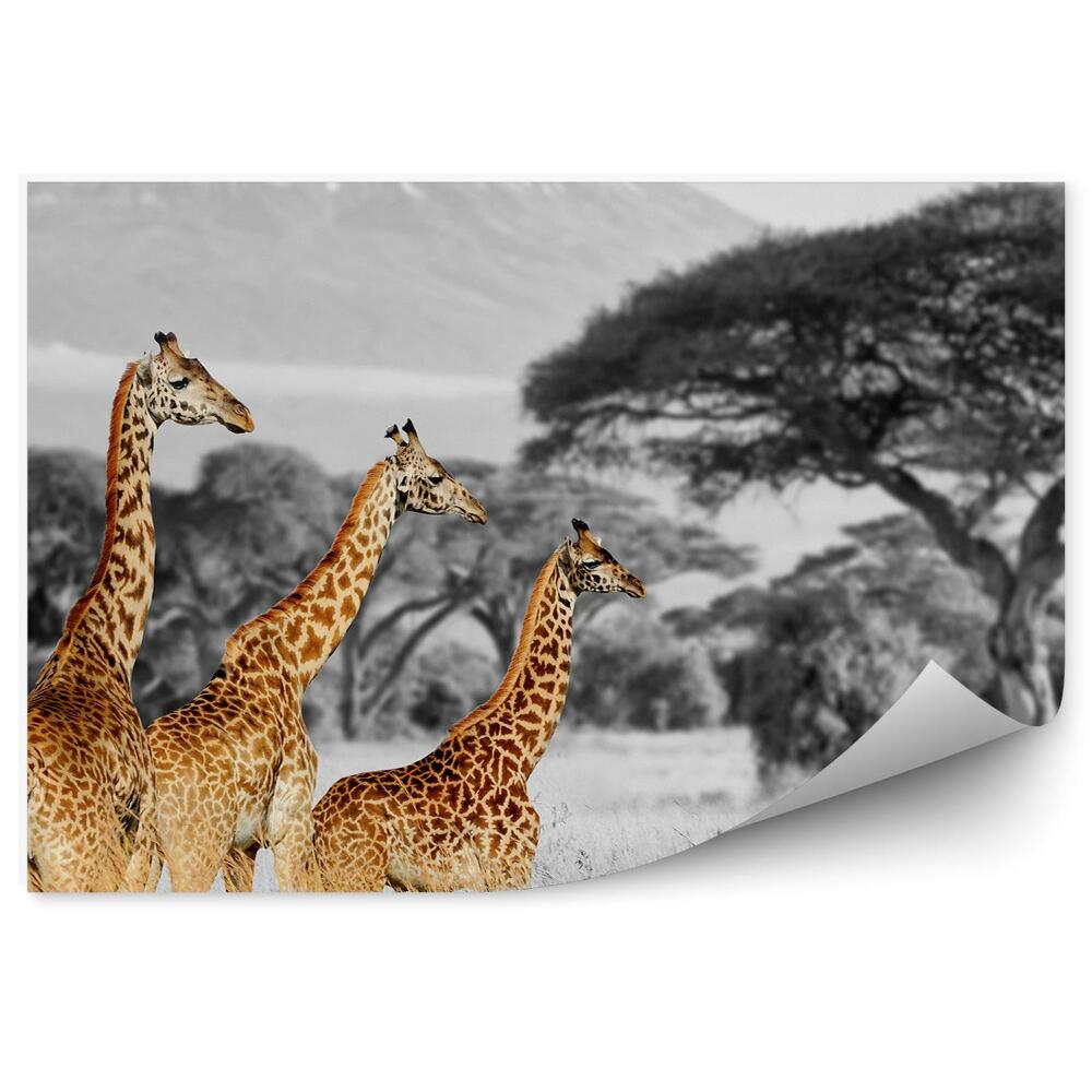 Okleina ścienna Czarno-biały krajobraz kolorowe żyrafy