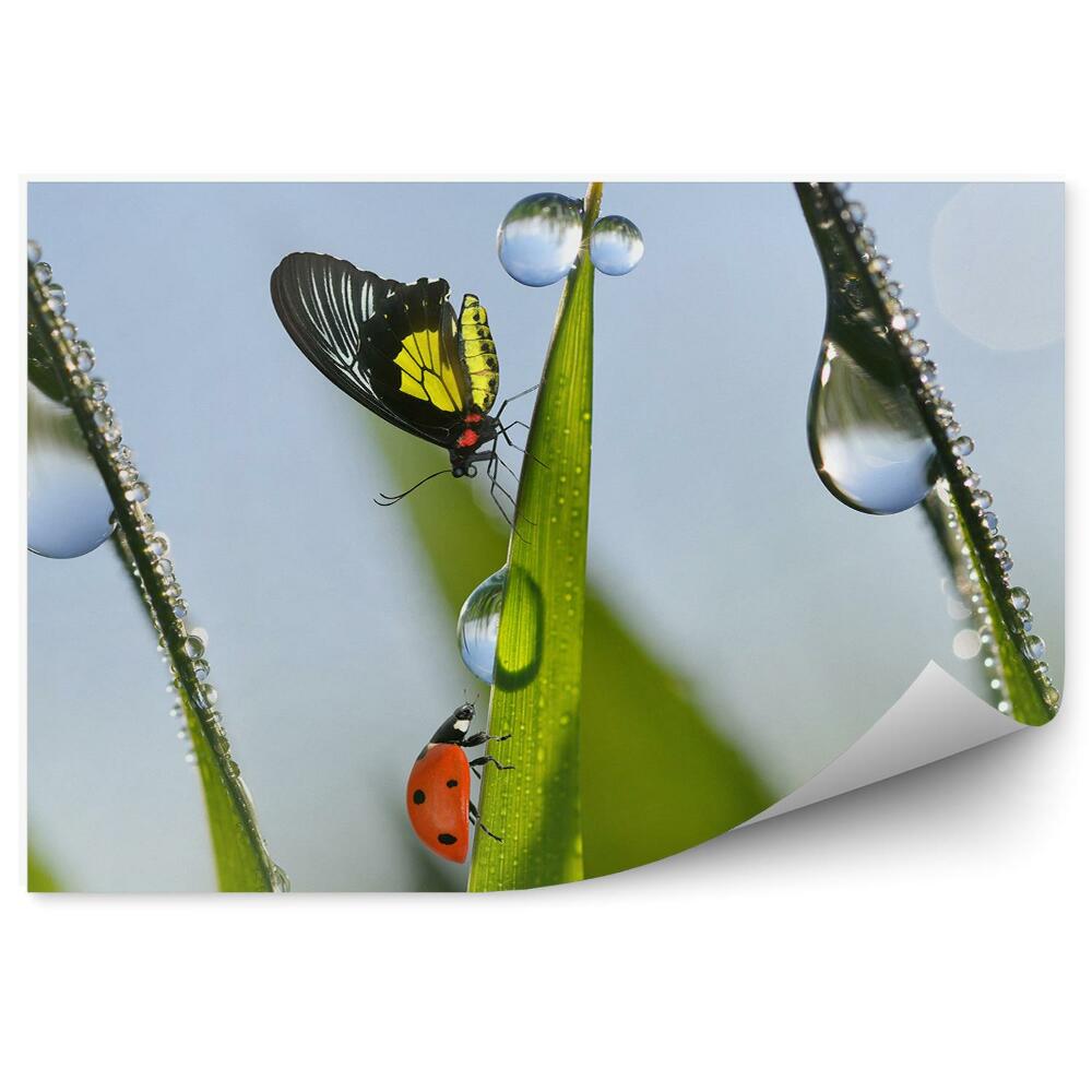 Fototapeta Mały motyl biedronka trawa krople wody