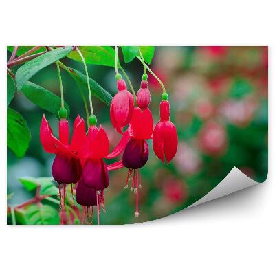 Fototapeta na ścianę Czerwone kwiaty fuksji zielone tło