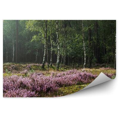 Fototapeta na ścianę Wrzosowisko na tle brzozowego lasu