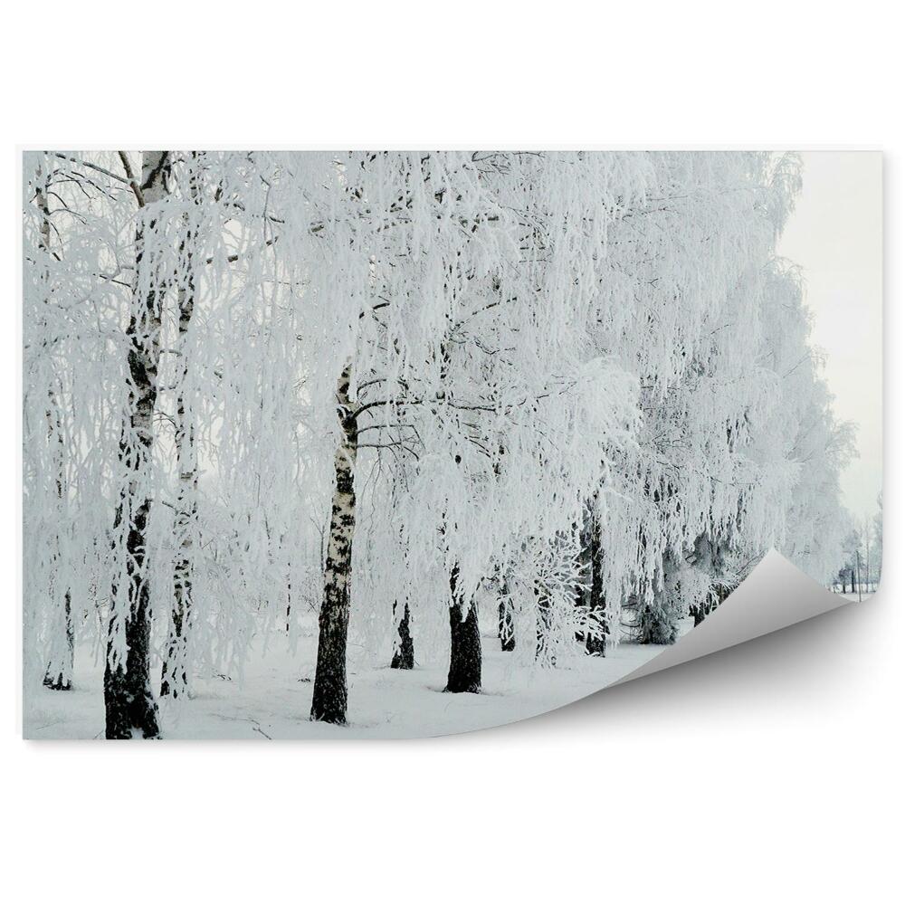 Fototapeta na ścianę las brzozowy zima śnieg