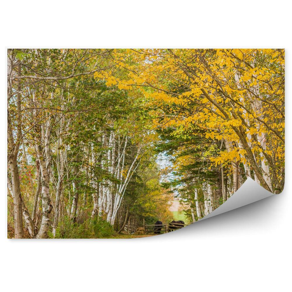 Fototapeta na ścianę jesienny las brzozowy konie płoty trawa liście