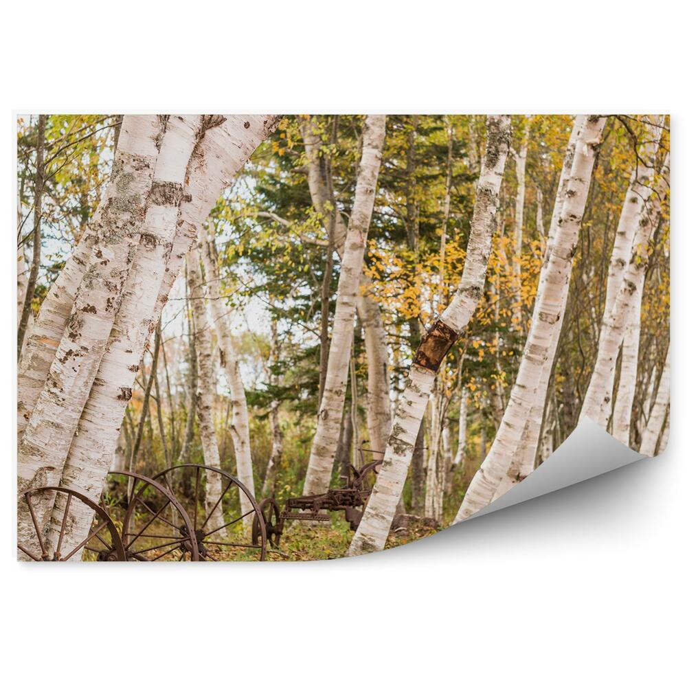 Fototapeta na ścianę jesienny las brzozowy drzewa koła trawa