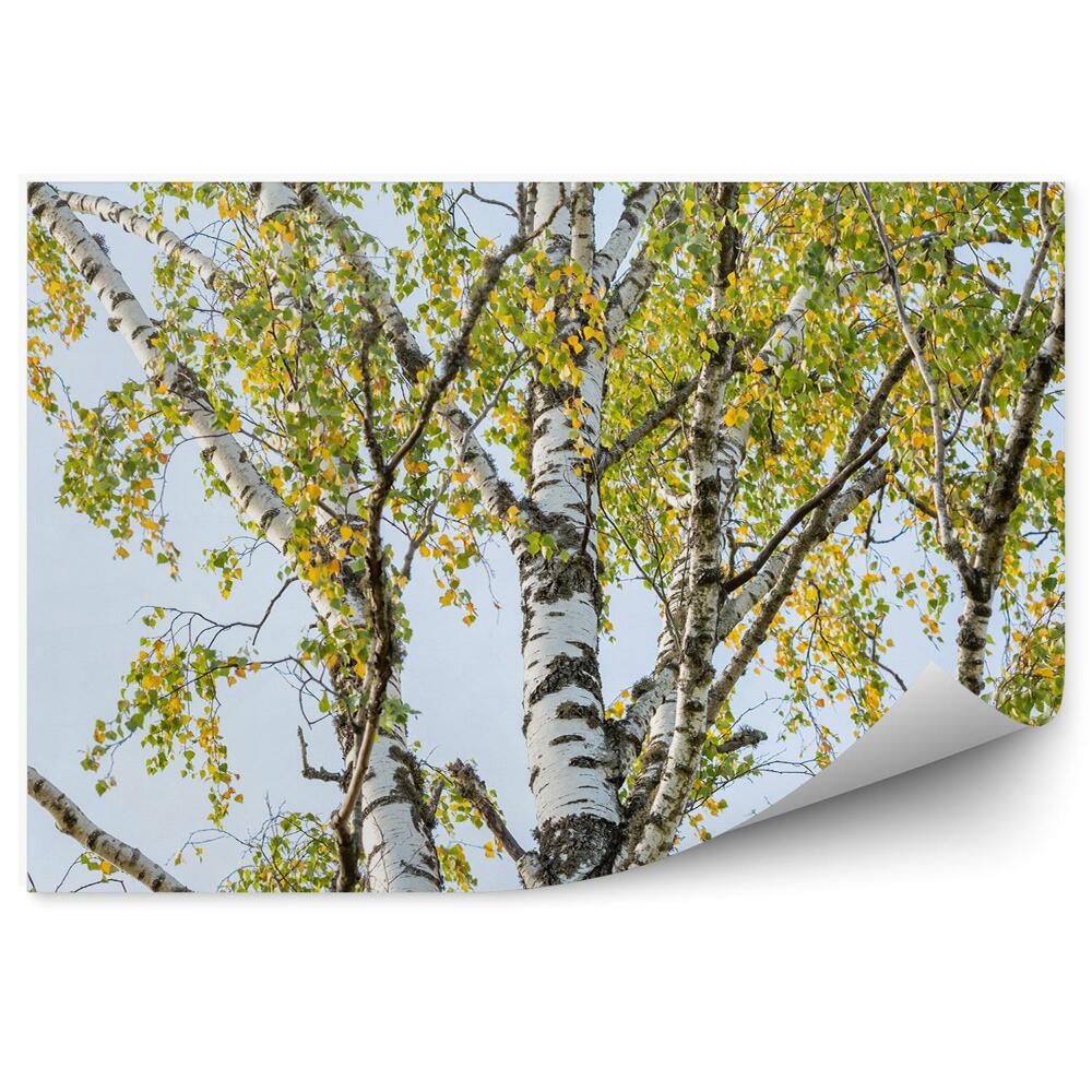 Fototapeta na ścianę kolorowe liście las brzozowy niebo