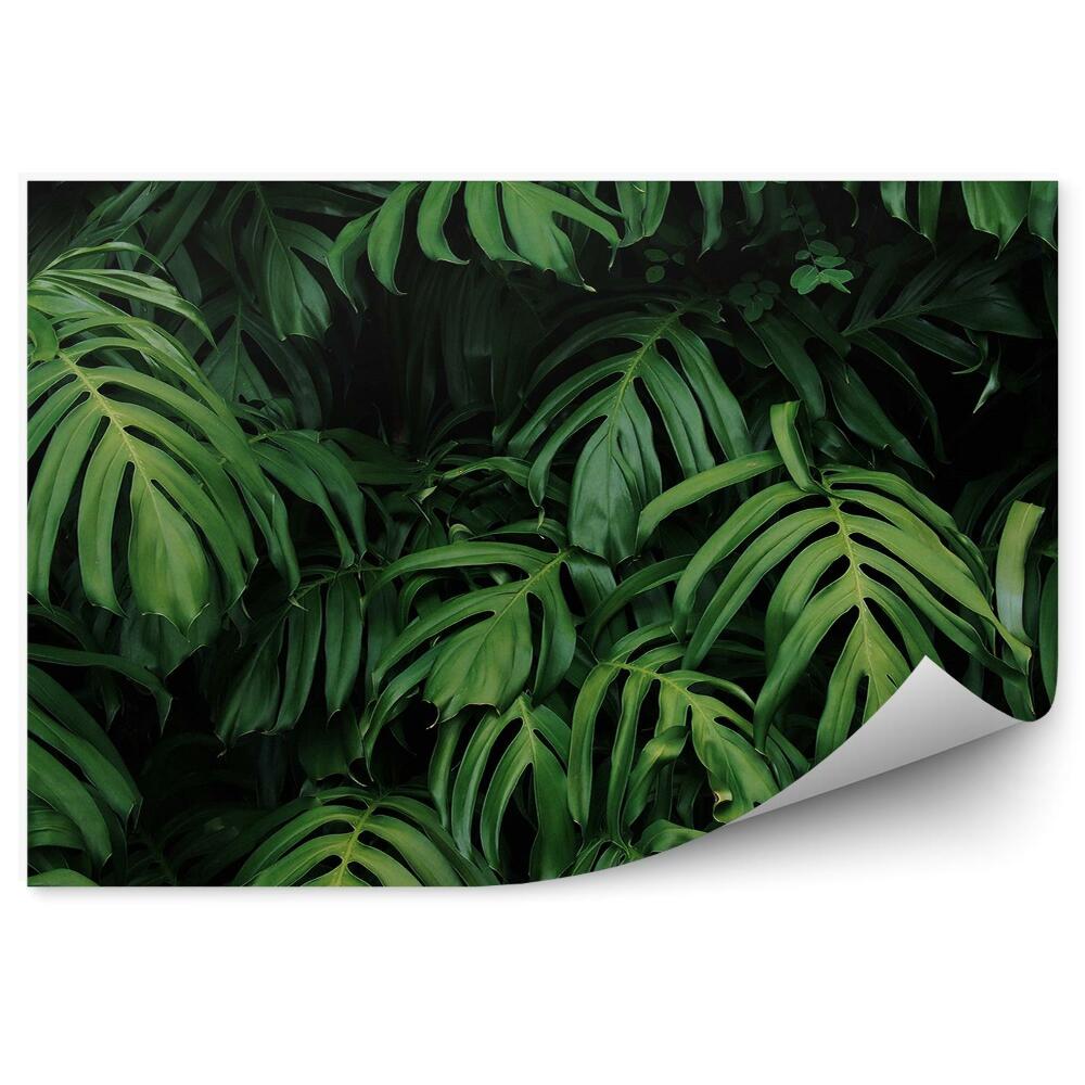 Fototapeta na ścianę Duże egzotyczne ciemne zielone liście