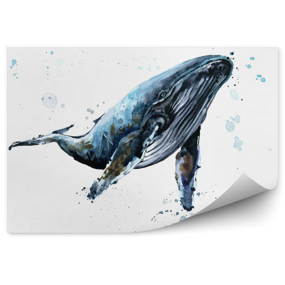 Fototapeta Humbak wieloryb