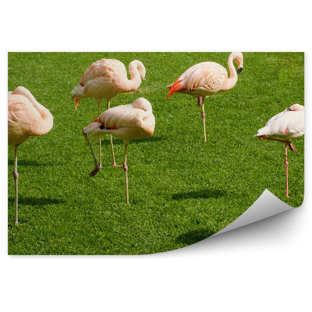 Okleina ścienna Zielona trawa pole flamingi stado