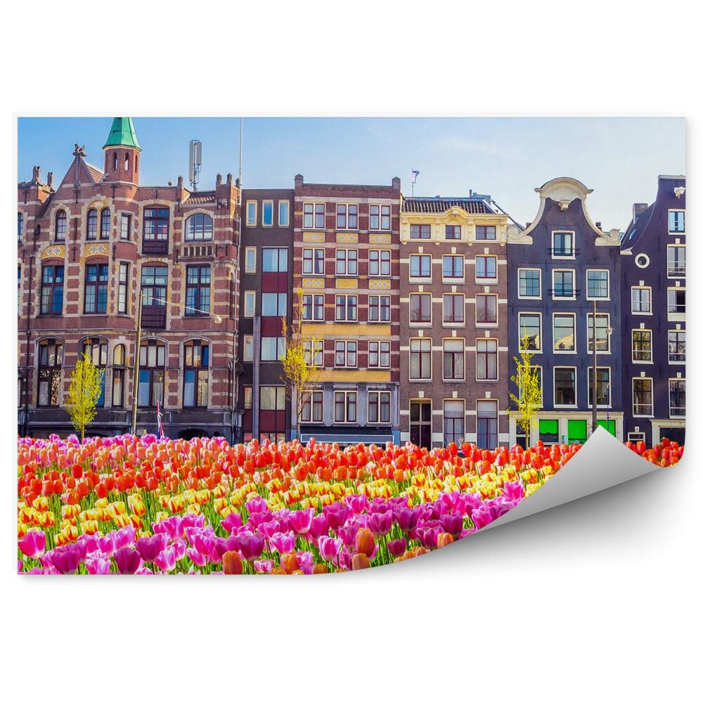 Fototapeta na ścianę Pole tulipanów drzewa amsterdam