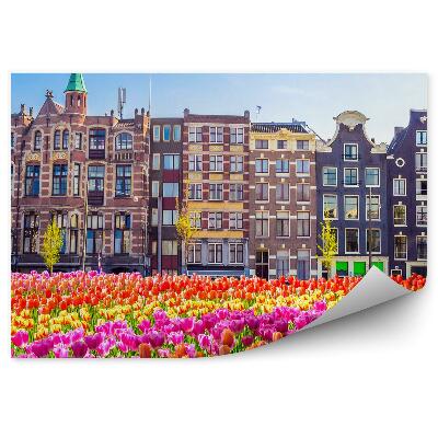 Fototapeta na ścianę Pole tulipanów drzewa amsterdam