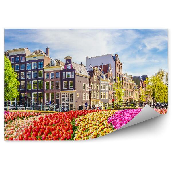 Fototapeta na ścianę Pole tulipanów drzewa amsterdam miasto holandia