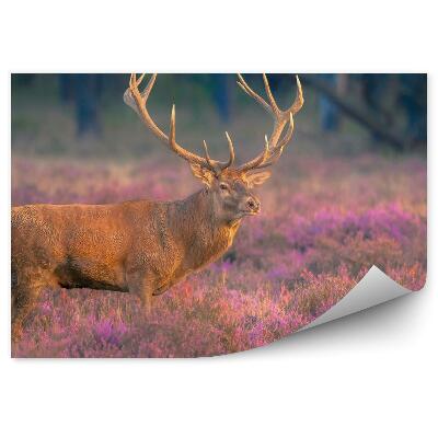 Okleina ścienna Samiec jelenia na wrzosowisku