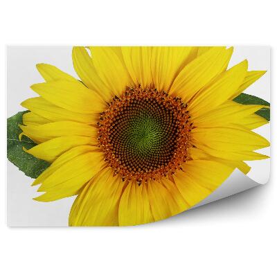 Fototapeta Słonecznik kwiaty