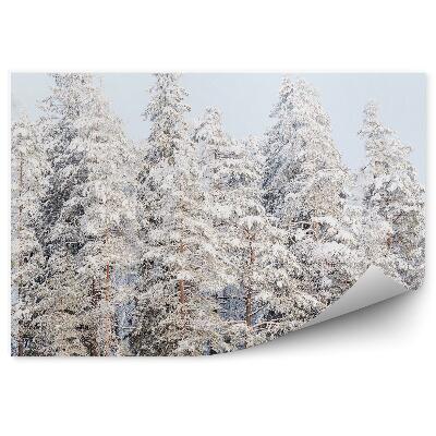 Fototapeta Zimowy las