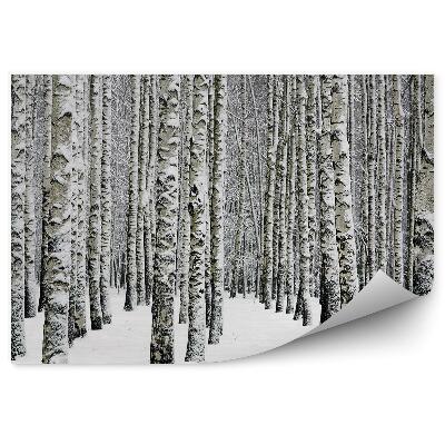Okleina ścienna Zimowy las brzozowy