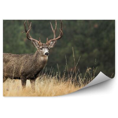 Okleina ścienna Jeleń wśród traw na tle lasu