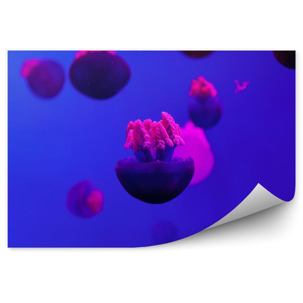Okleina na ścianę fioletowe meduzy akwarium Loro Park Teneryfa