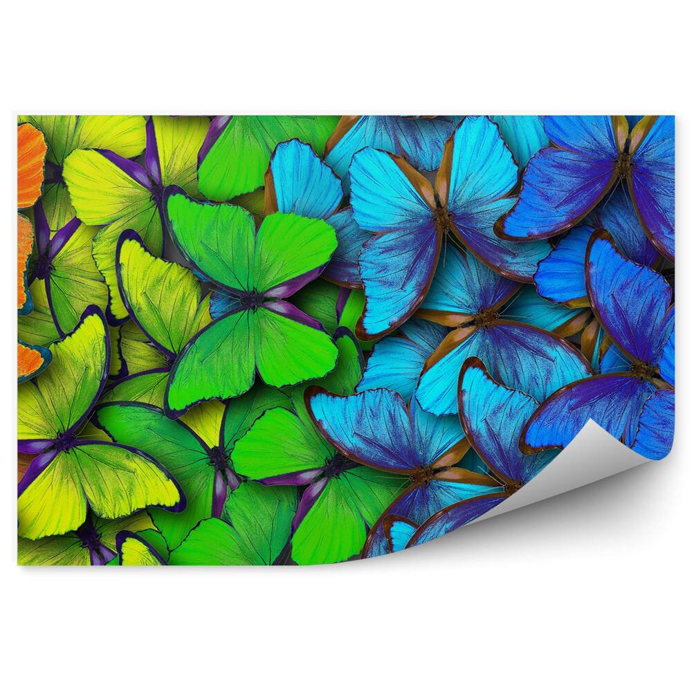 Fototapeta Kolorowe motyle tęcza tło