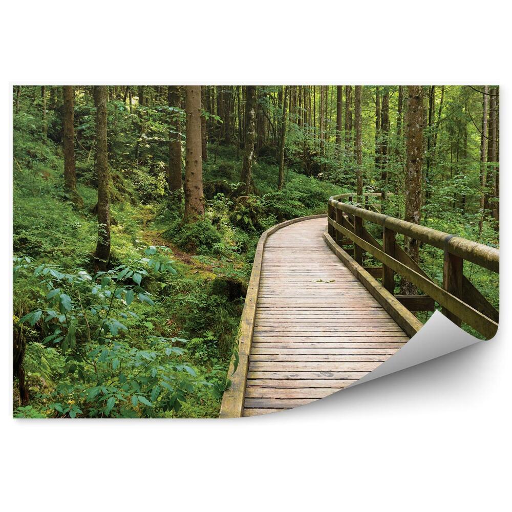 Fototapeta na ścianę Drewniany most biegnący przez głęboki las