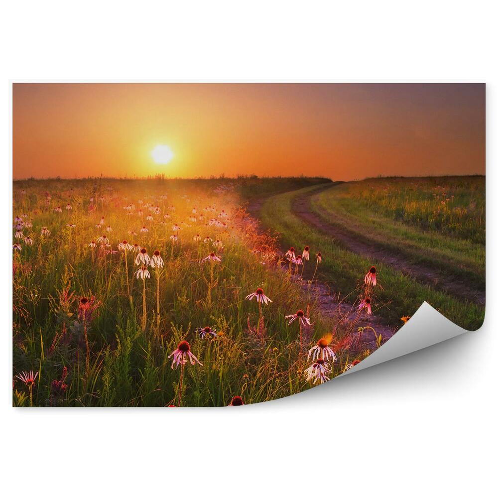 Fototapeta Zachód słońca preria trawy missouri jeżówka
