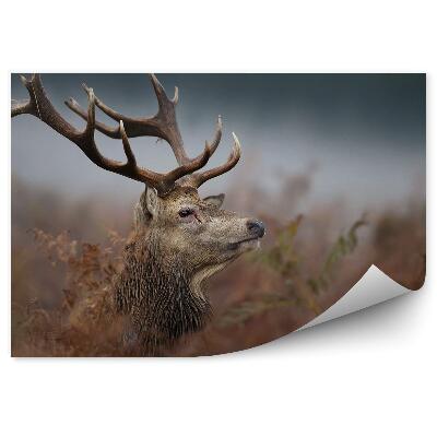 Okleina ścienna Głowa jelenia we mgle