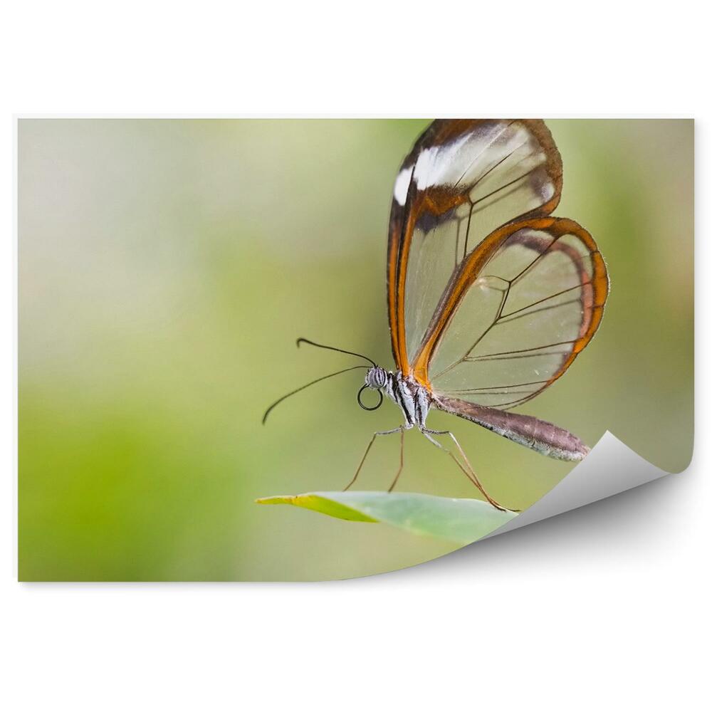 Fototapeta Przezroczyste skrzydła mały motyl liść