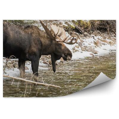 Fototapeta na ścianę Samiec łosia i górski potok