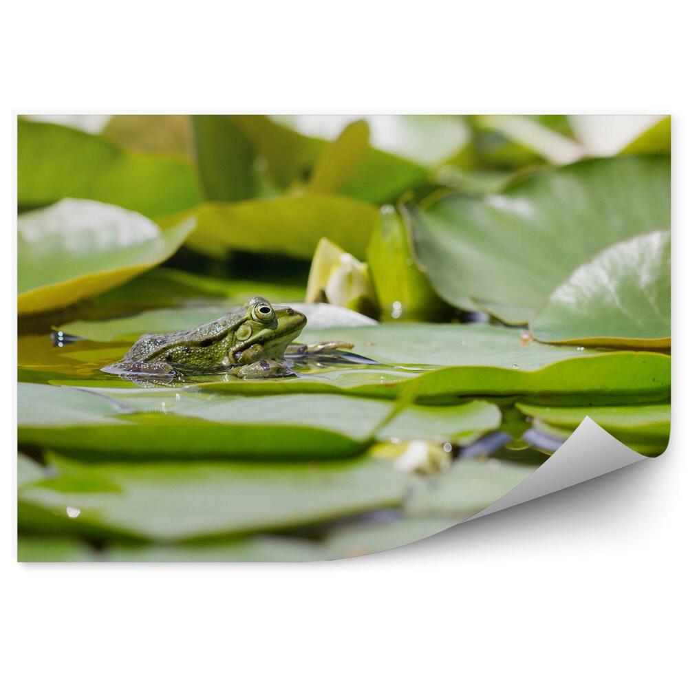 Okleina ścienna Lilia liście woda żaba