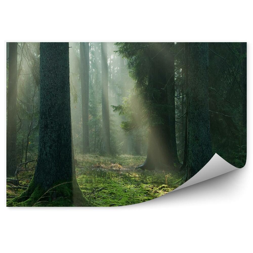 Okleina ścienna Mgła las iglasty