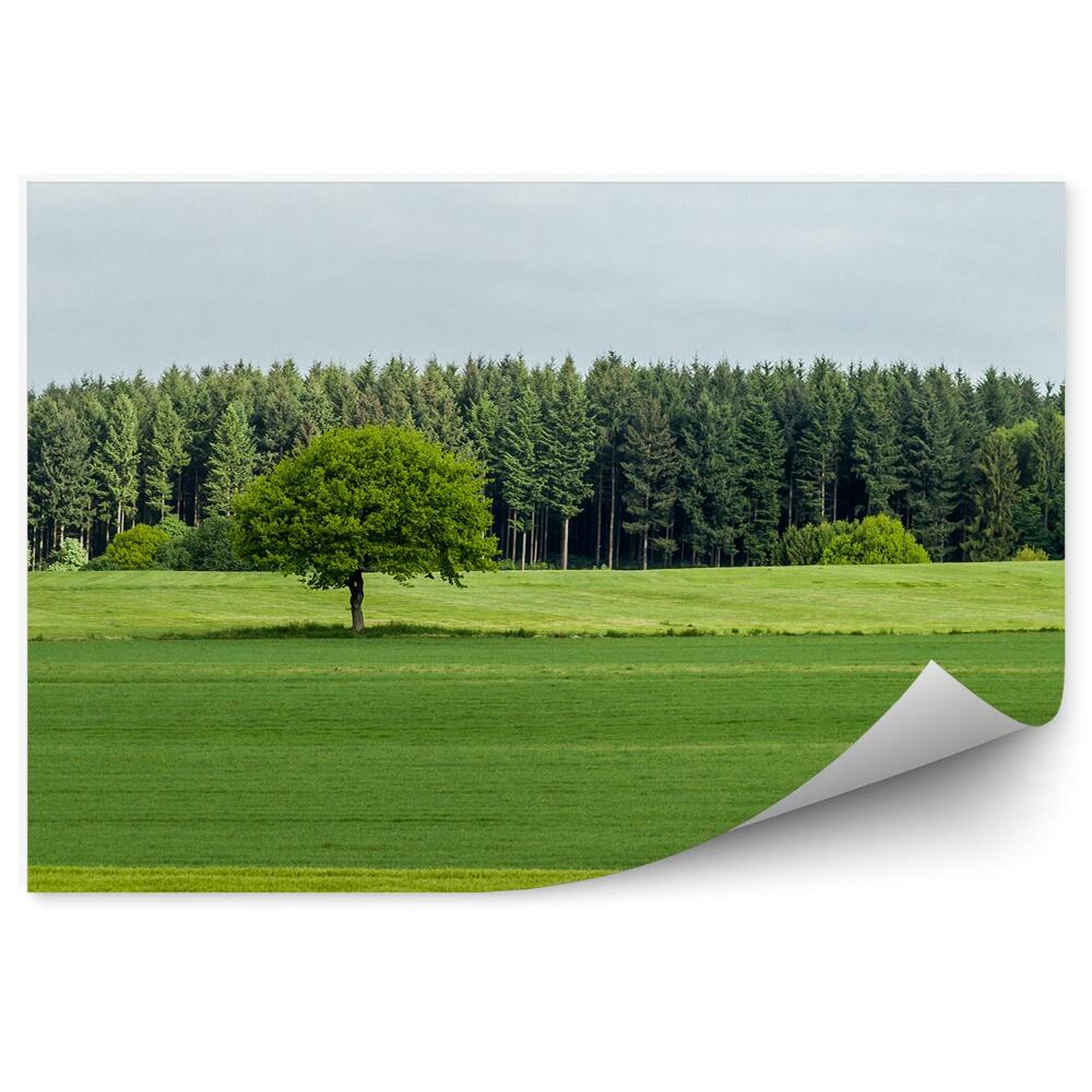 Okleina ścienna Zielone pola drzewa zachmurzone niebo