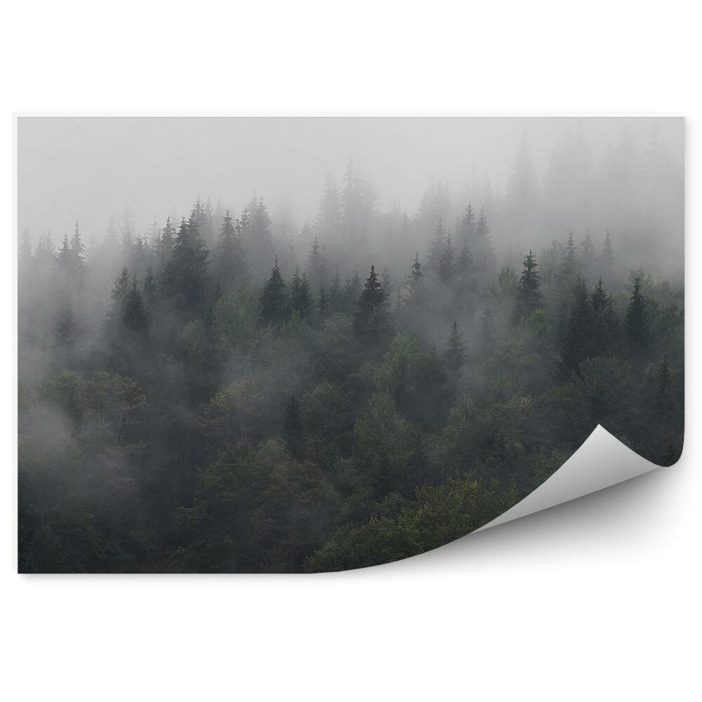Okleina ścienna Karpaty góry mgła las sosnowy