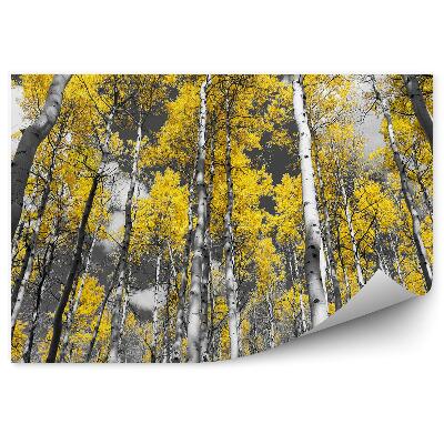 Fototapeta na ścianę Koloryzowane zdjęcie lasu brzozy topole