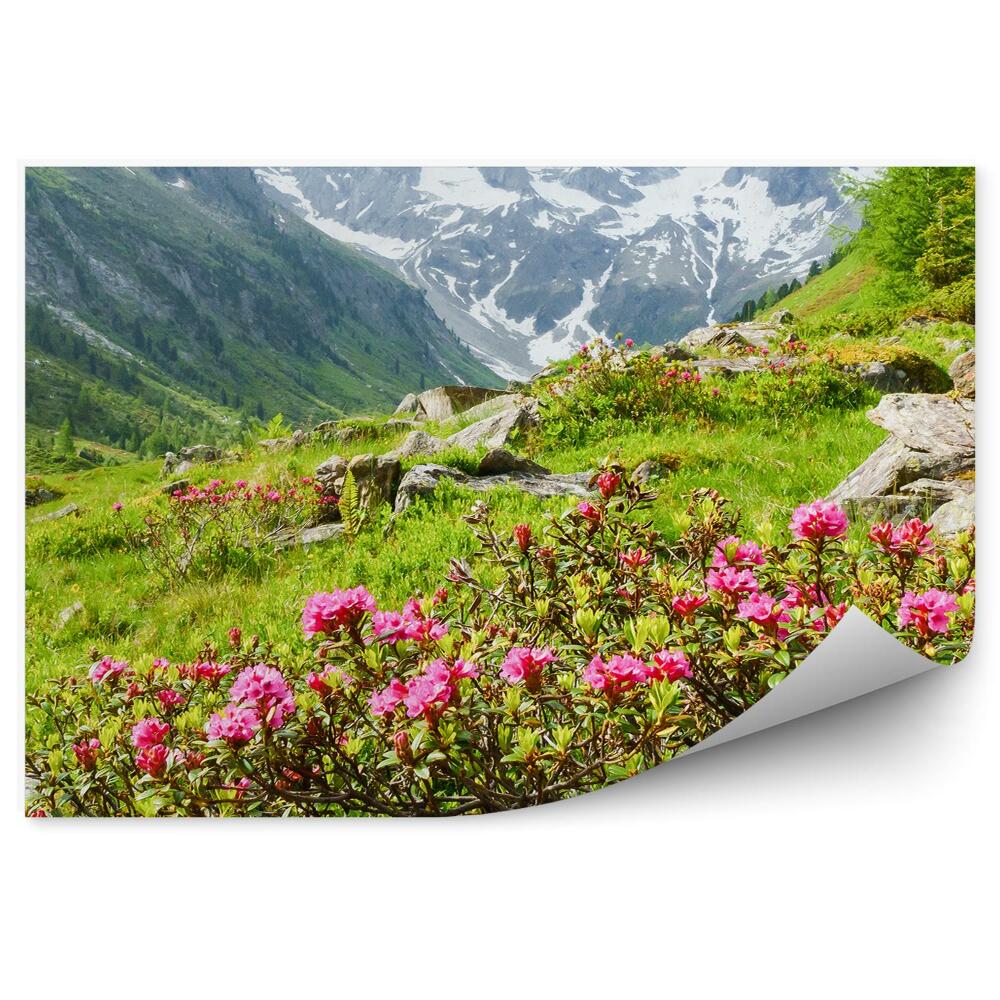 Okleina na ścianę Panorama alpy góry śnieg drzewa iglaste kwiaty rośliny skały