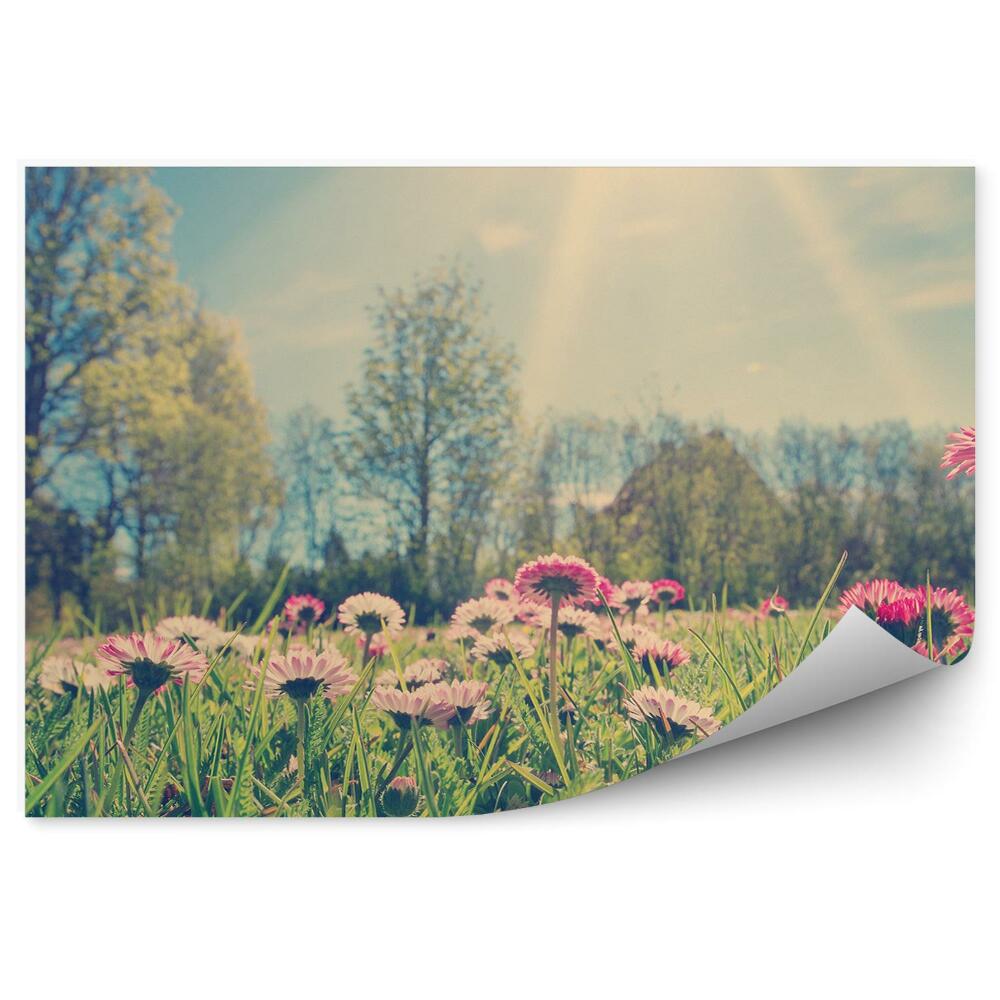 Okleina ścienna Wiosna stokrotki kwiatki łąka zieleń perspektywa