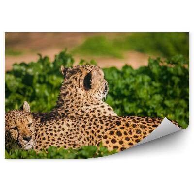 Okleina ścienna Dwa odpoczywające gepardy