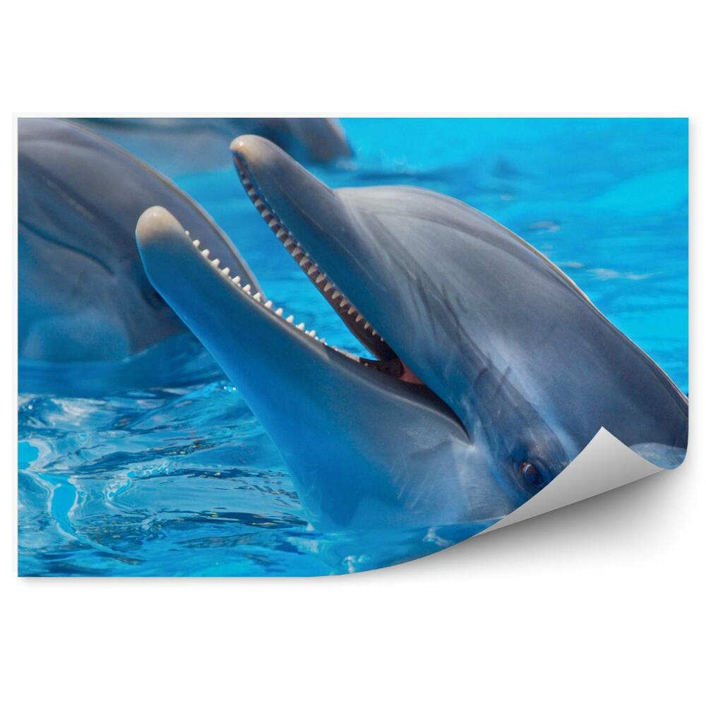 Okleina ścienna Szczęśliwe delfiny