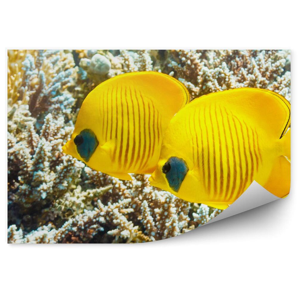 Okleina ścienna Żółte rybki wśród koralowców