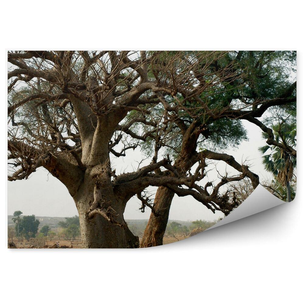 Fototapeta Drzewa rośliny natura sawanna afryka