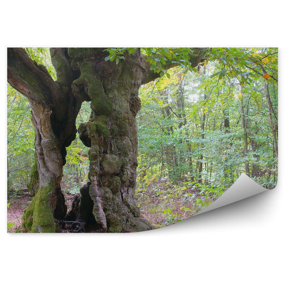 Okleina ścienna Drzewa natura roślinność zieleń liście
