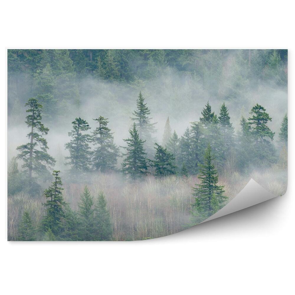Okleina ścienna Las deszczowy drzewa mgła