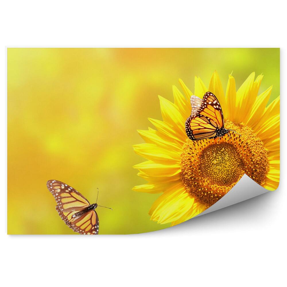 Fototapeta Motyle monarcha słonecznik kwiaty