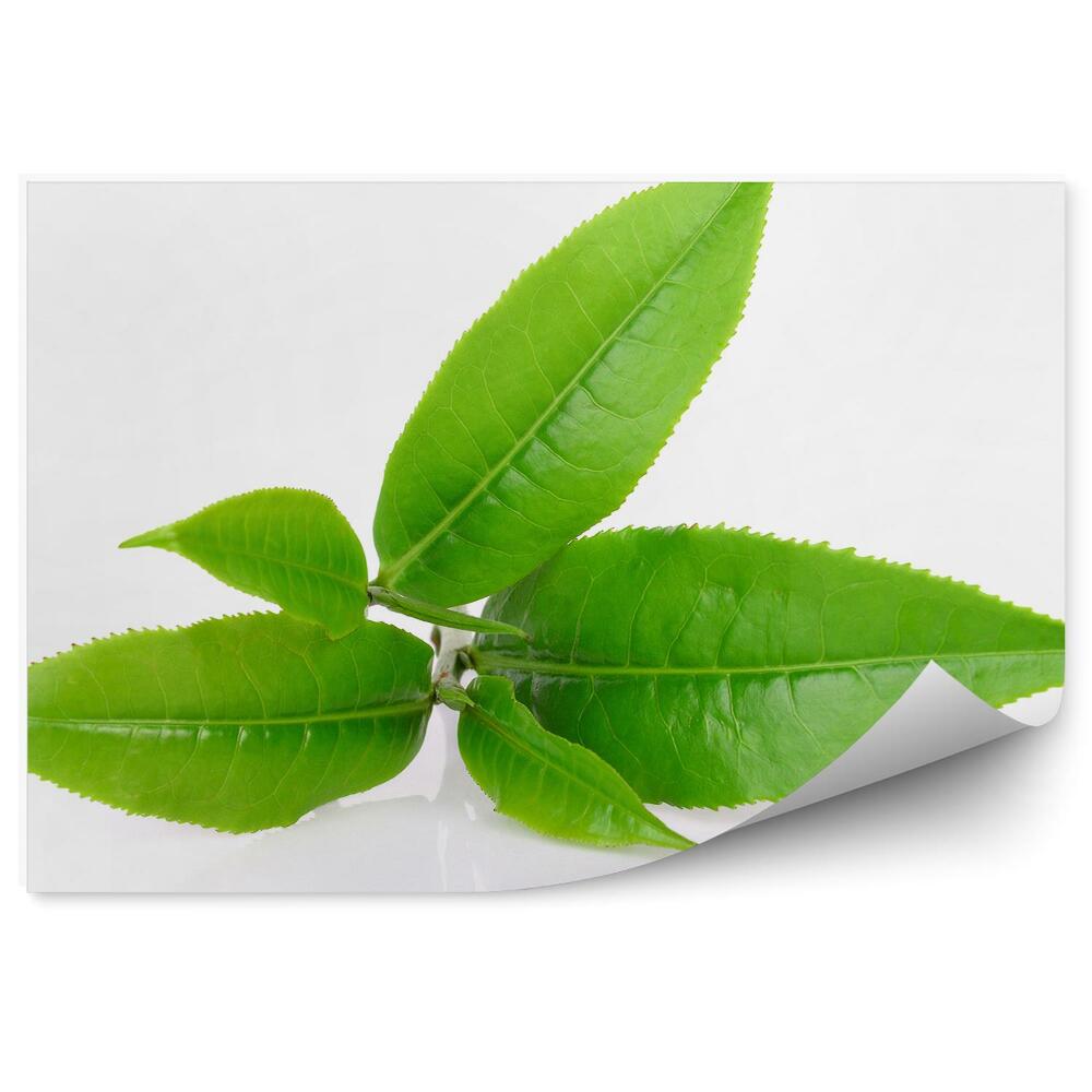 Fototapeta Zielona herbata liście białe tło