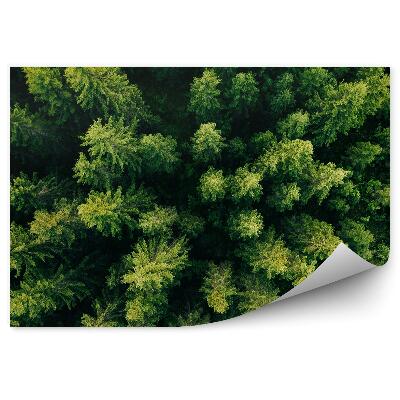 Okleina ścienna Zielone choinki widok z góry las