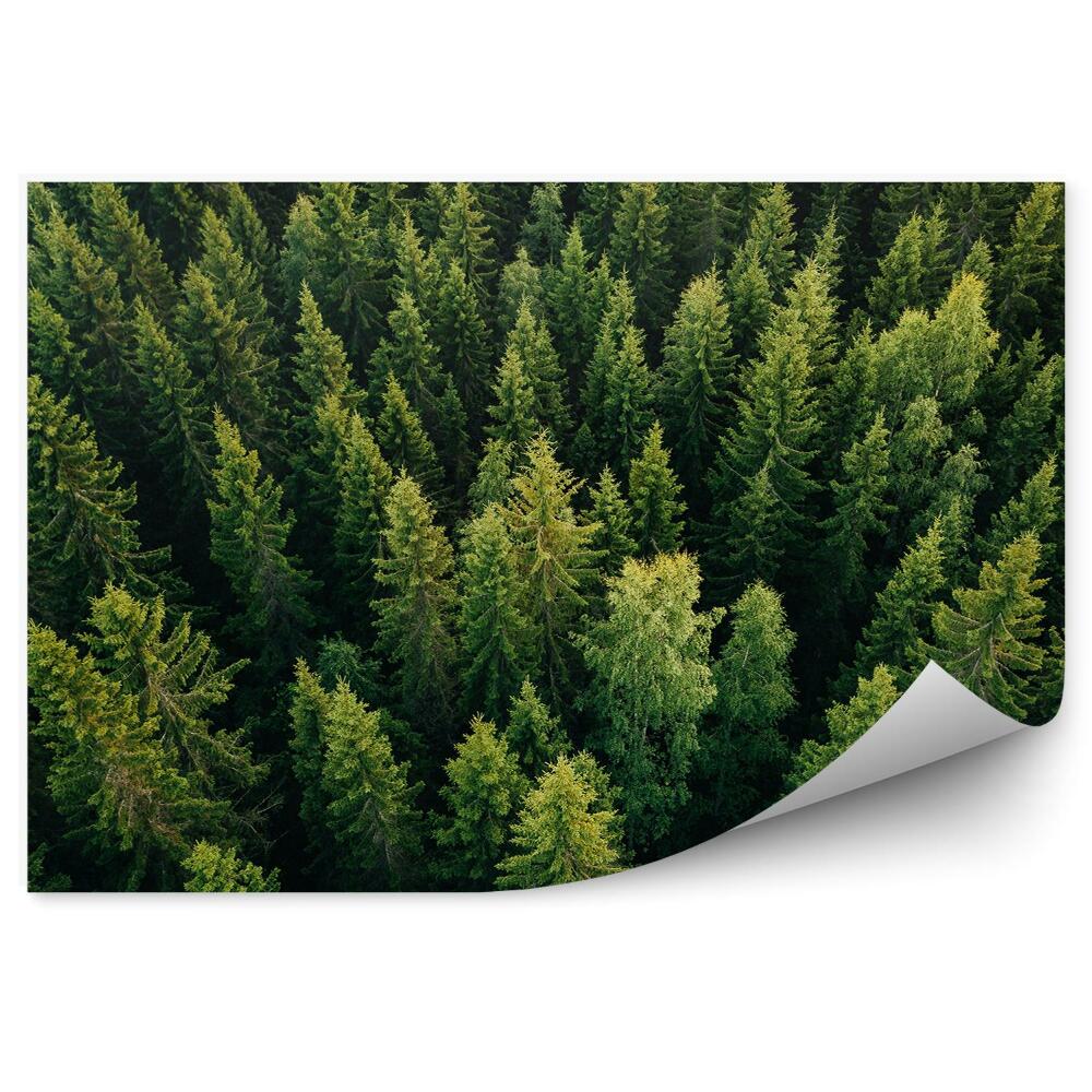 Fototapeta na ścianę Zbliżony widok z góry na choinki las