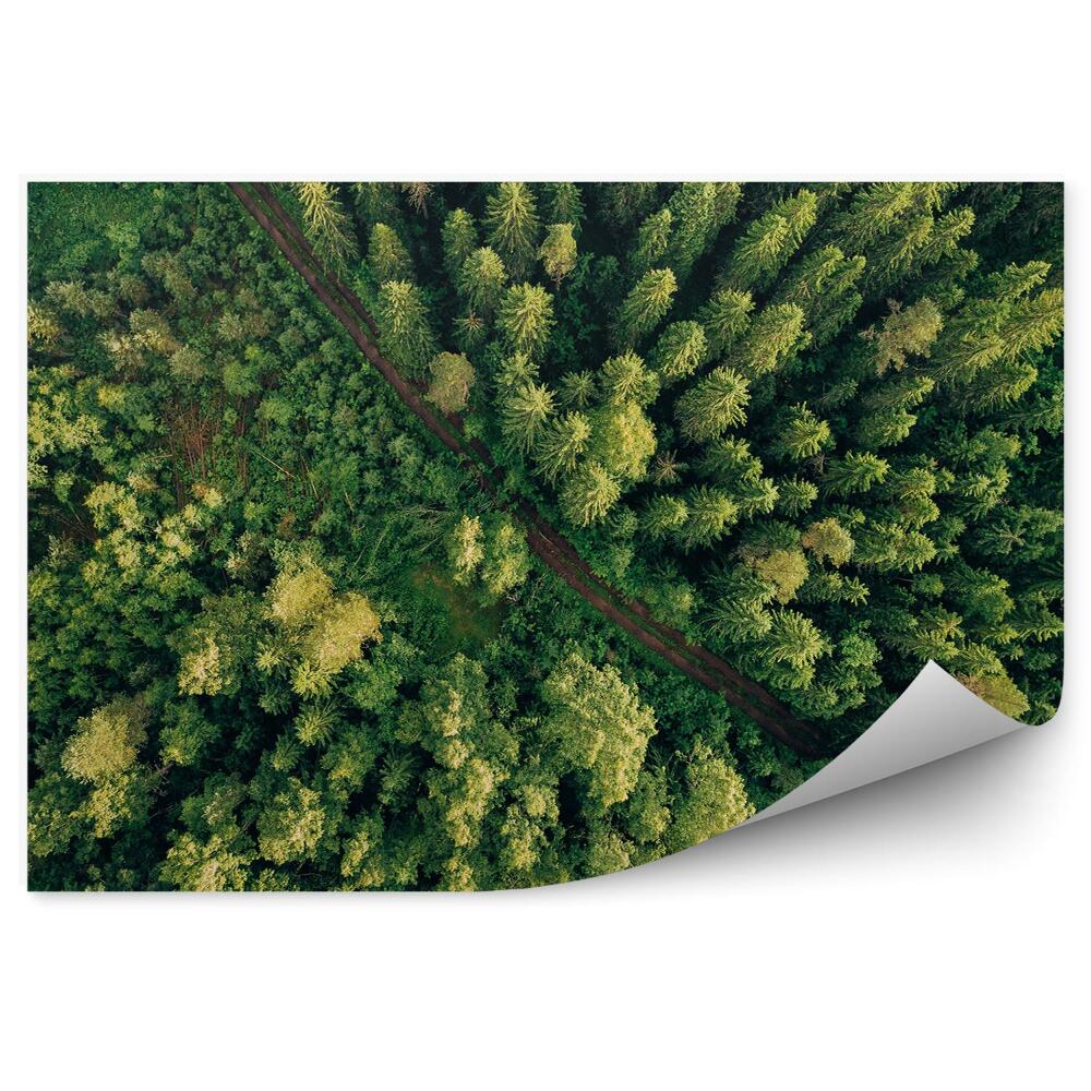 Okleina ścienna Zielone drzewa perspektywa widok z lotu ptaka